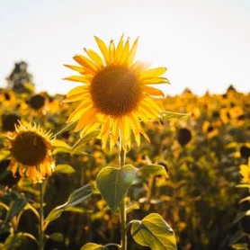 depositphotos_560007390-stock-photo-beautiful-flowers-growing-garden depositphotos_560007390-stock-photo-beautiful-flowers-growing-garden