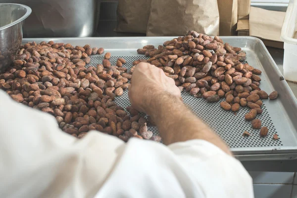 depositphotos_77123063-stock-photo-hand-select-cocoa-beans depositphotos_77123063-stock-photo-hand-select-cocoa-beans